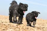 BOUVIER DES FLANDRES 176